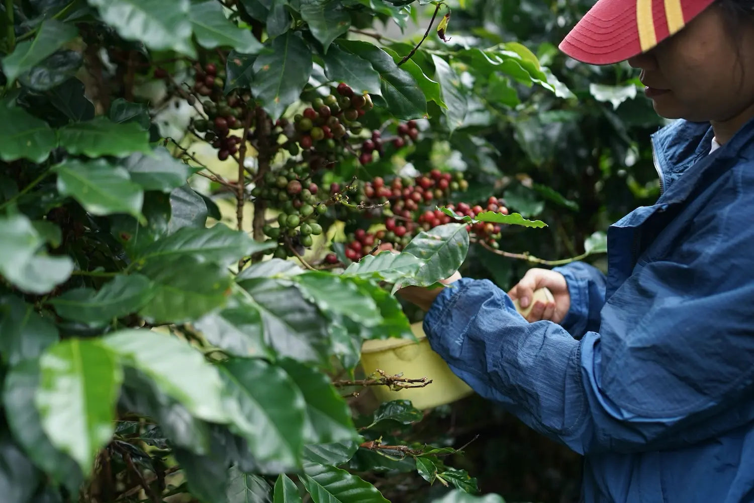 Bolivian Coffee: A Small Origin's Improbable Comeback