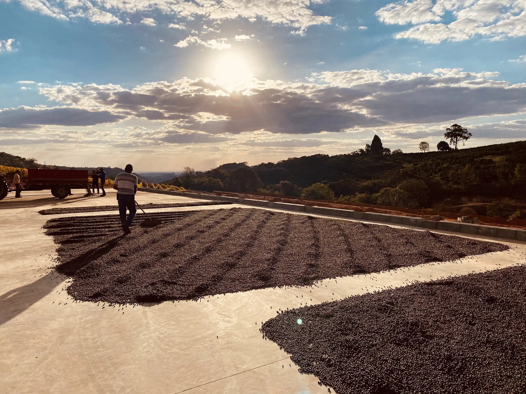 Ethiopian Coffee: Yirgacheffe, Sidama, Guji, and Harrar Explained