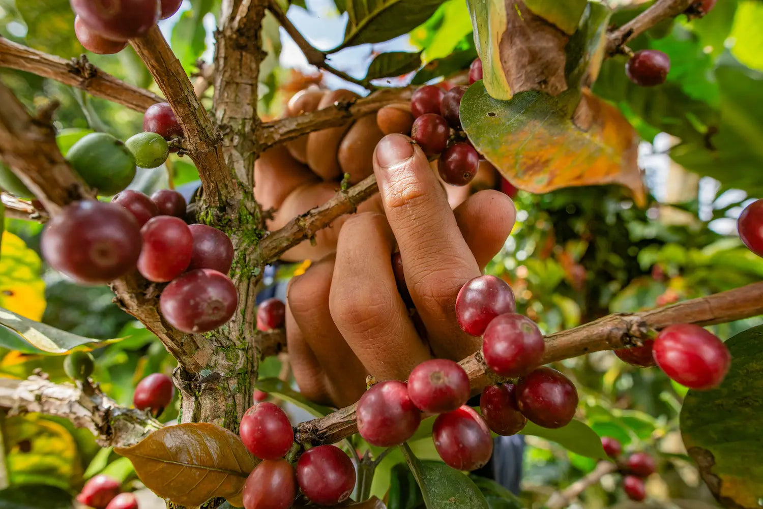 Castillo Coffee: How Colombia Bred a Variety to Beat Leaf Rust