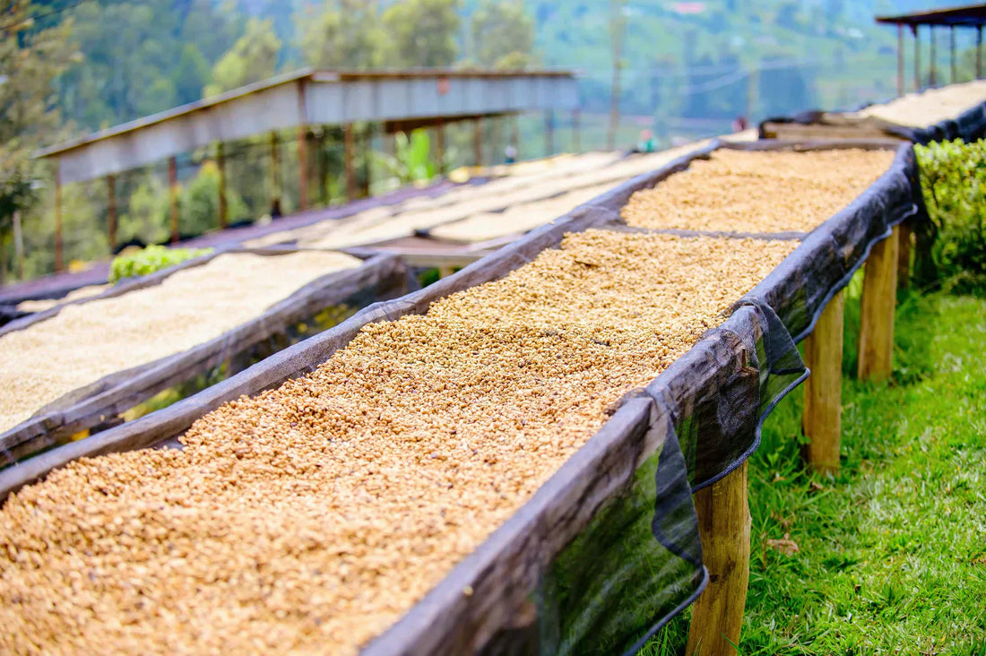 Washed Coffee: How the Process Works and What It Tastes Like