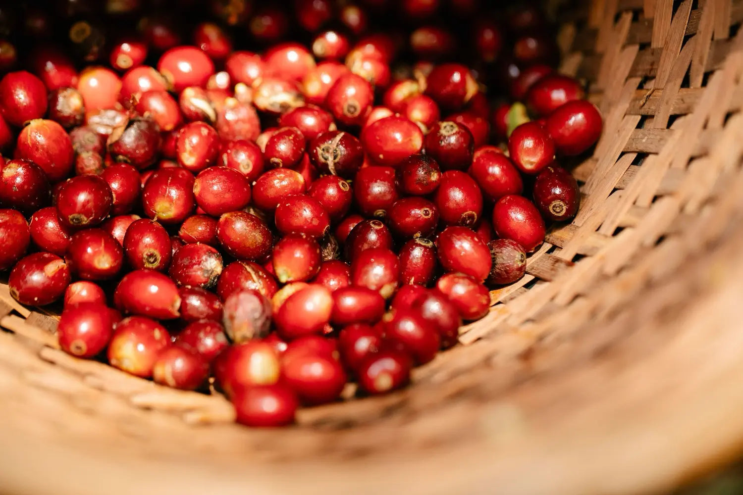 Red Catuaí: The Brazilian Cross Bred for Yield, Not Just Flavor