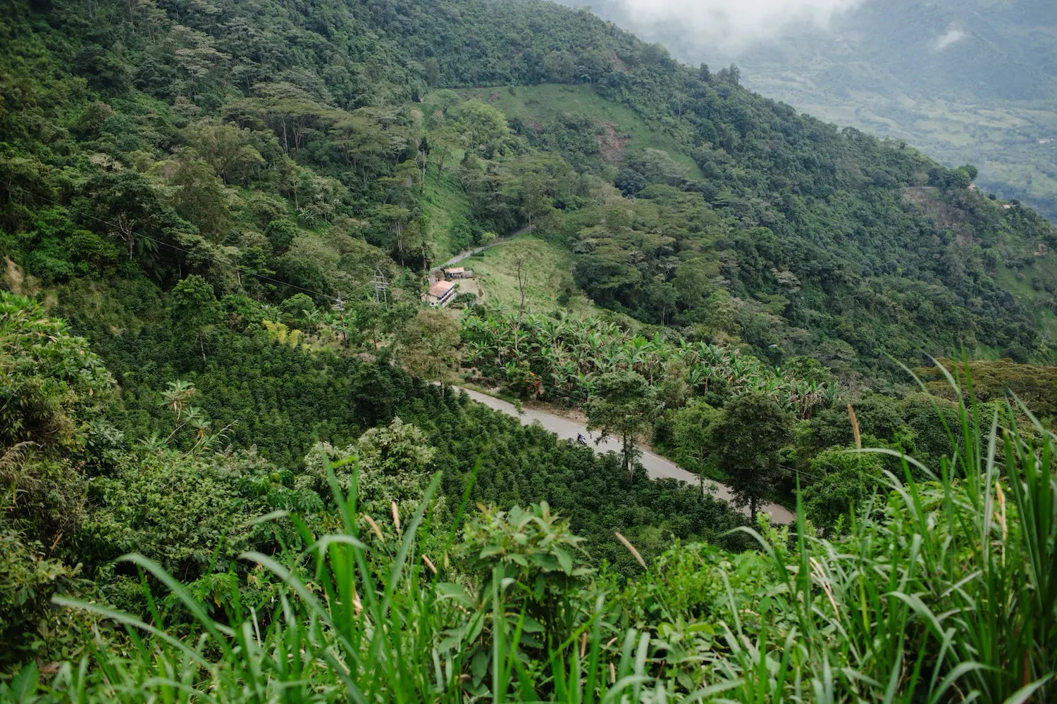 Colombian Coffee: Regions, Varieties, and the Rise of Castillo