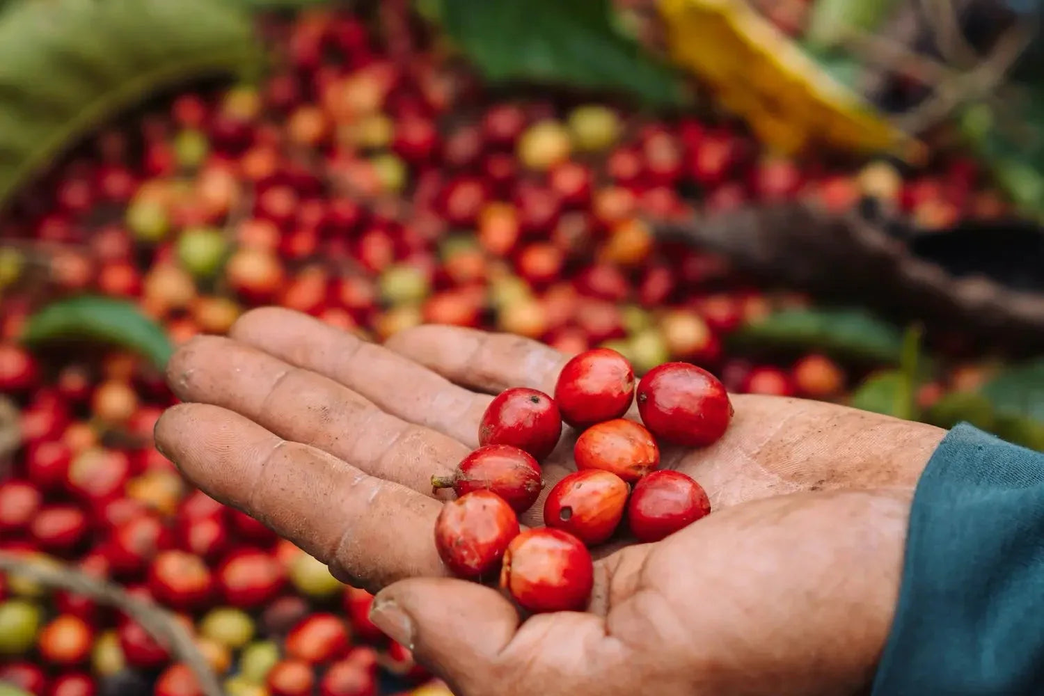 Typica Coffee: The Original Variety Farms Left Behind