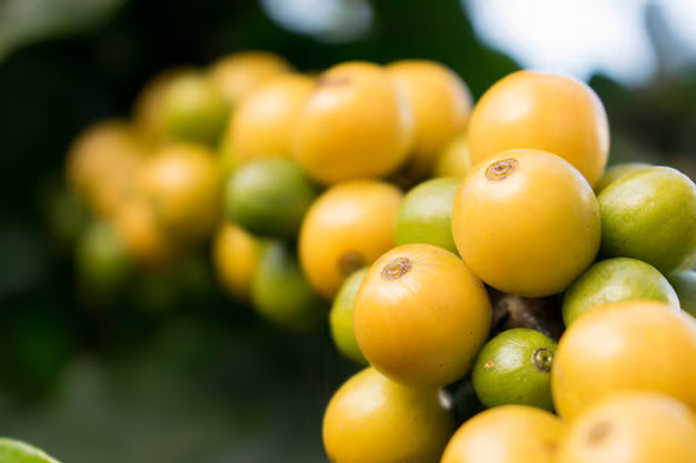 Yellow Catuaí: The Coffee Variety Hawaii Bet Its Biggest Farm On