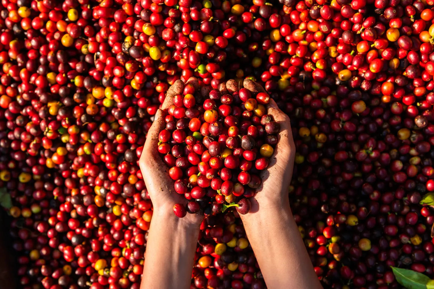 Caturra Coffee: The Dwarf Mutation That Reshaped Latin American Farming