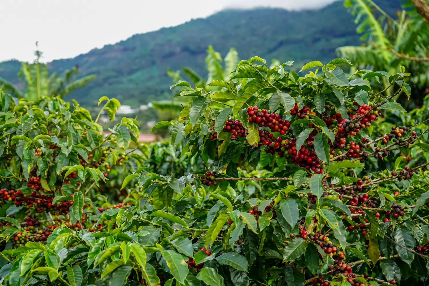 Colombia Coffee Variety: Cenicafé's First Rust-Resistant Cultivar