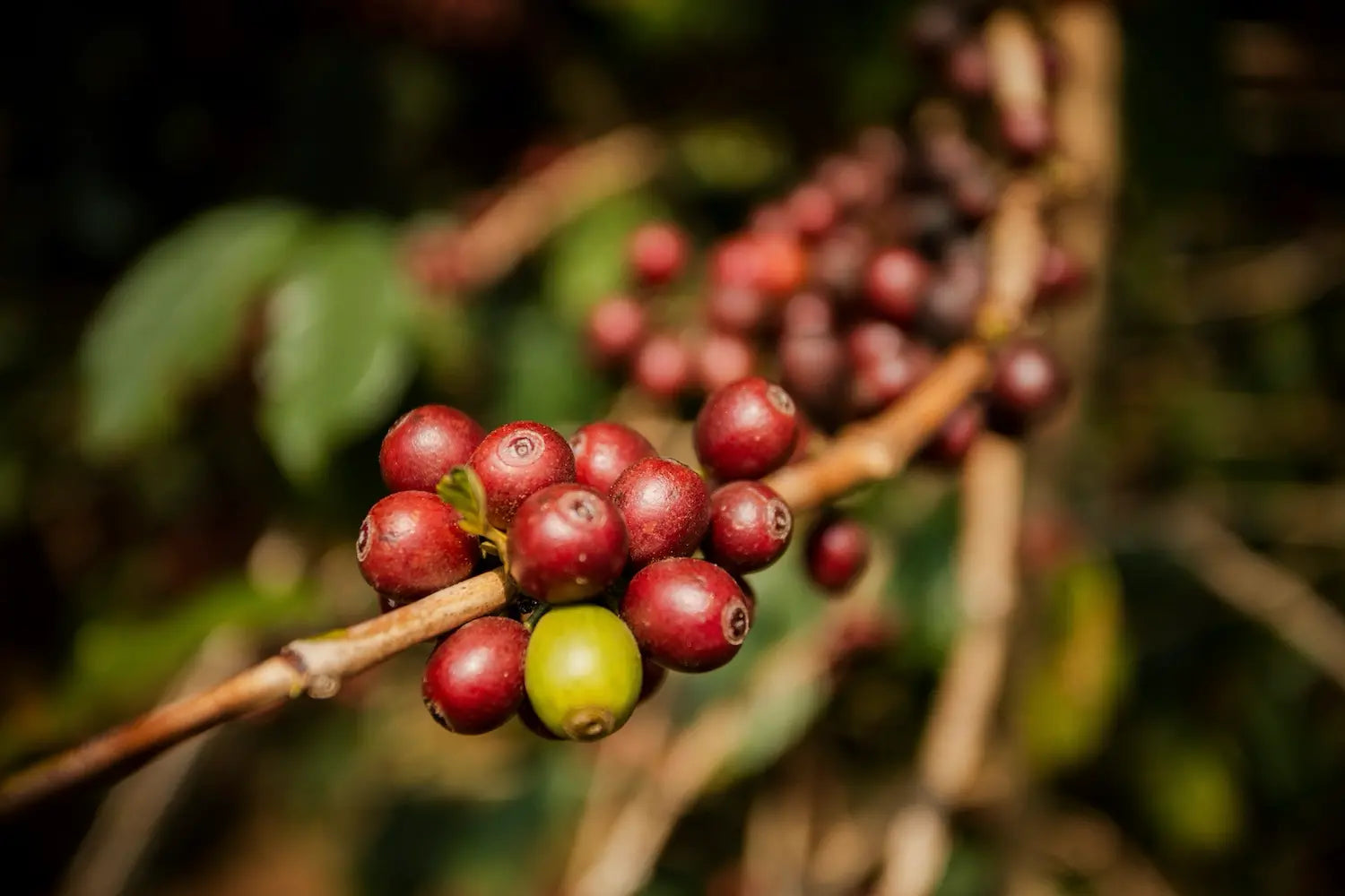 Gesha Coffee: The Ethiopian Variety That Redefined Specialty