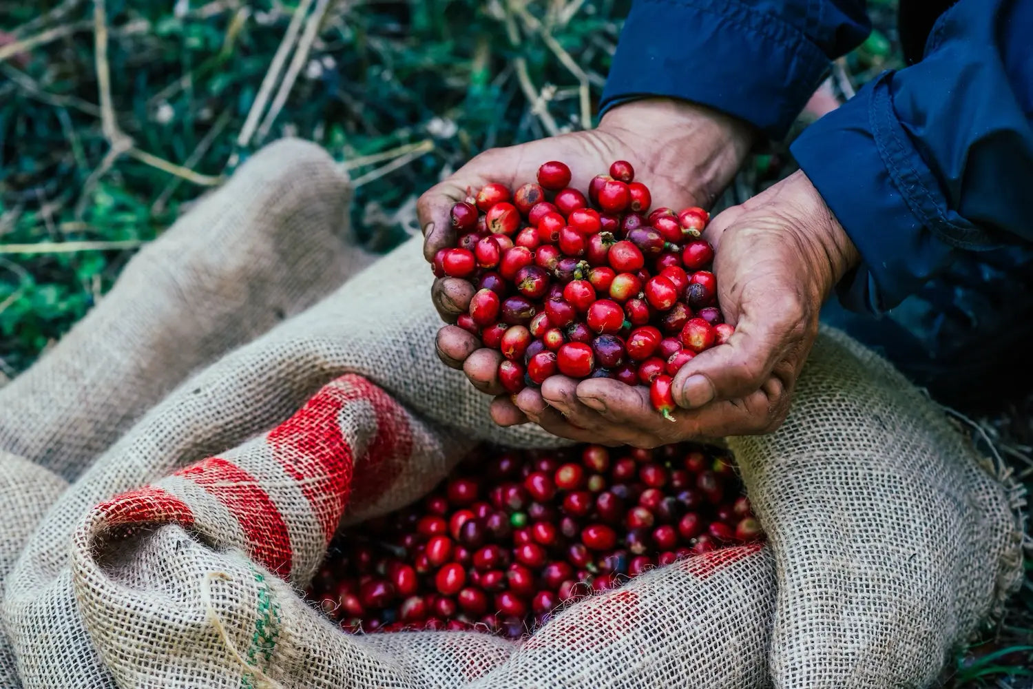 Java Coffee: The Landrace Mistaken for Typica