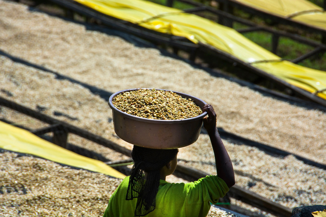 Ethiopian Coffee: Regions, Varieties, and What Shapes the Cup