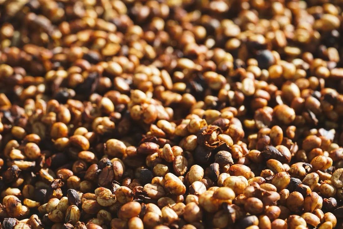 Honey Processed Coffee: Between Washed and Natural
