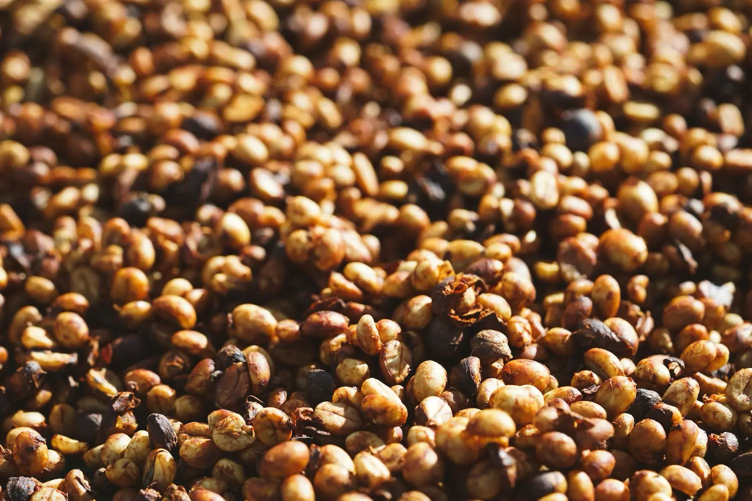 Honey Processed Coffee: Between Washed and Natural