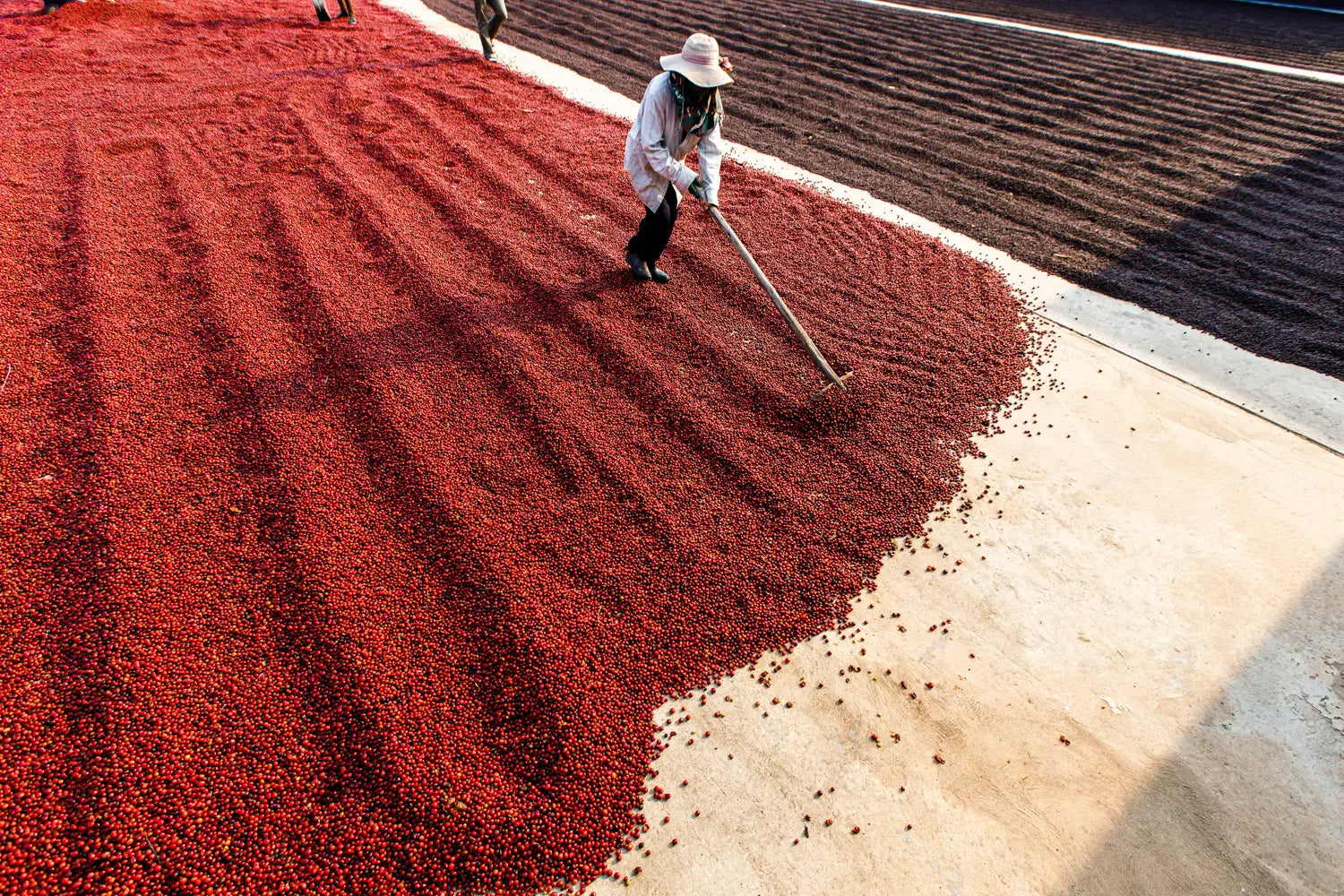 What Is Natural Process Coffee? Flavour, Method & Origins
