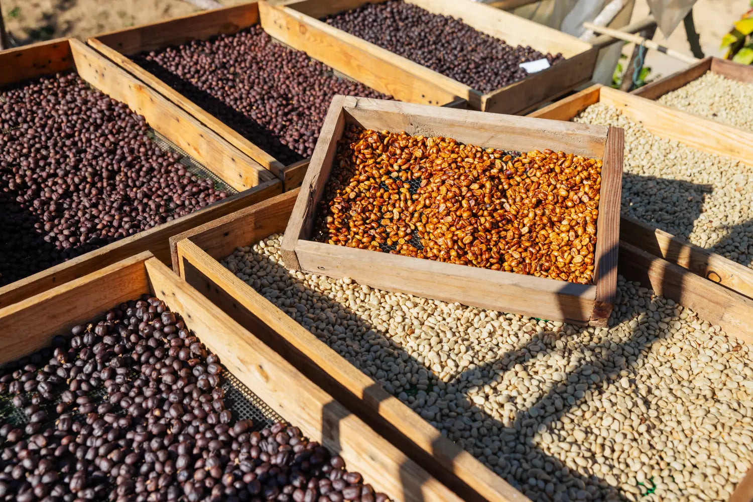 Co-Fermented Coffee: Inside Specialty's Boldest Fermentation Trend