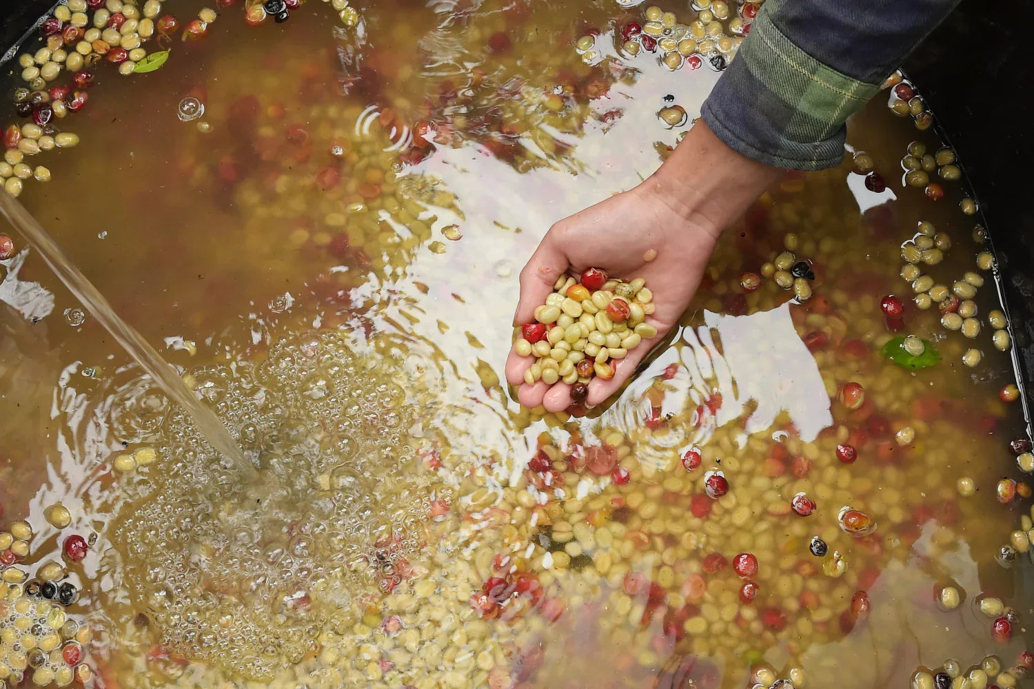 Washed Coffee: How the Process Works and What It Tastes Like