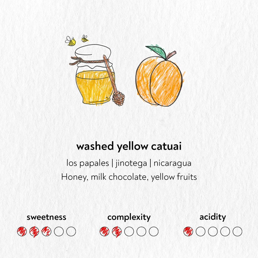 Washed Yellow Catuai