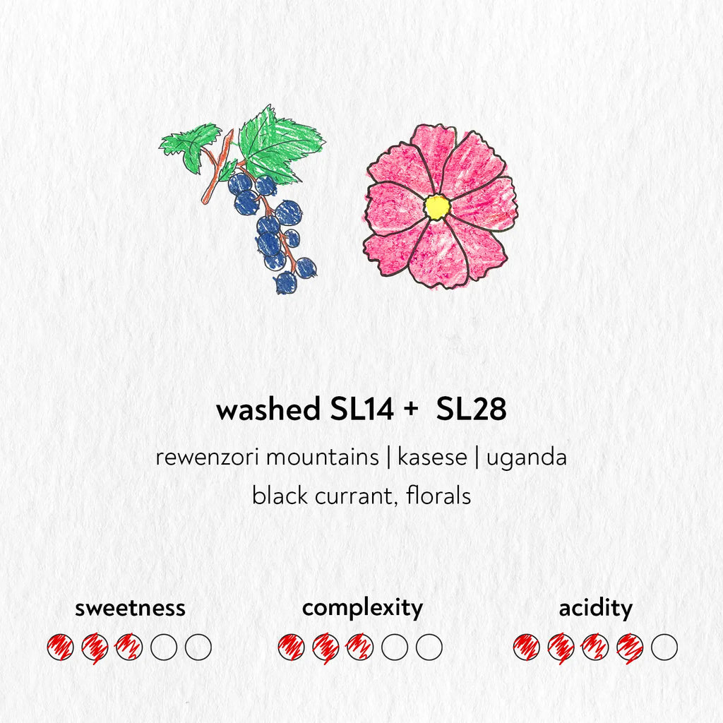 Washed SL14+SL28