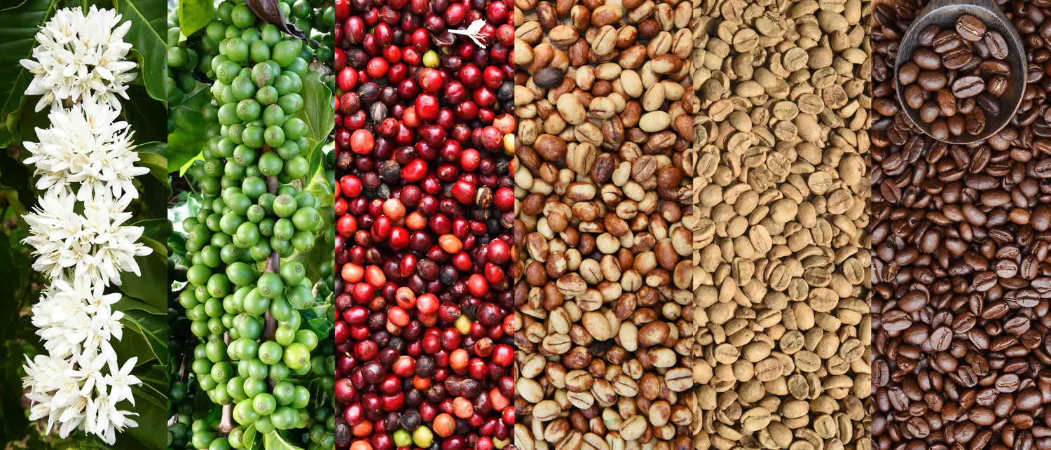 Stages of coffee bean development from flower to roasted beans.