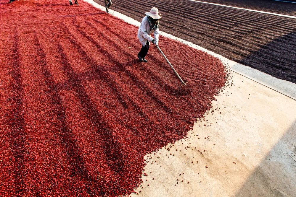 Person working in a field with red co using a tool.fee cherries