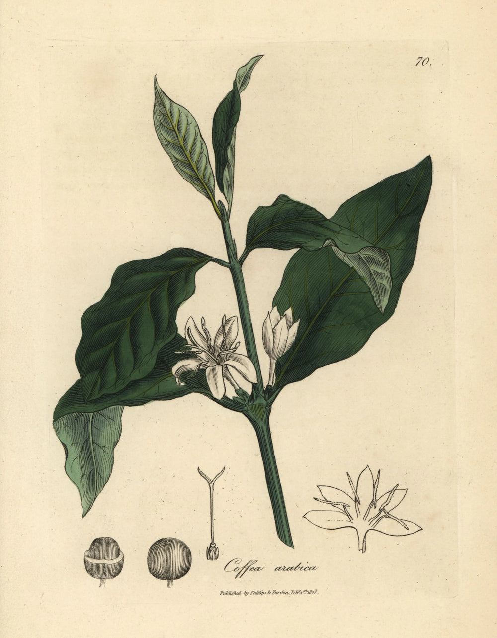Botanical illustration of a coffee plant with leaves and flowers on a beige background