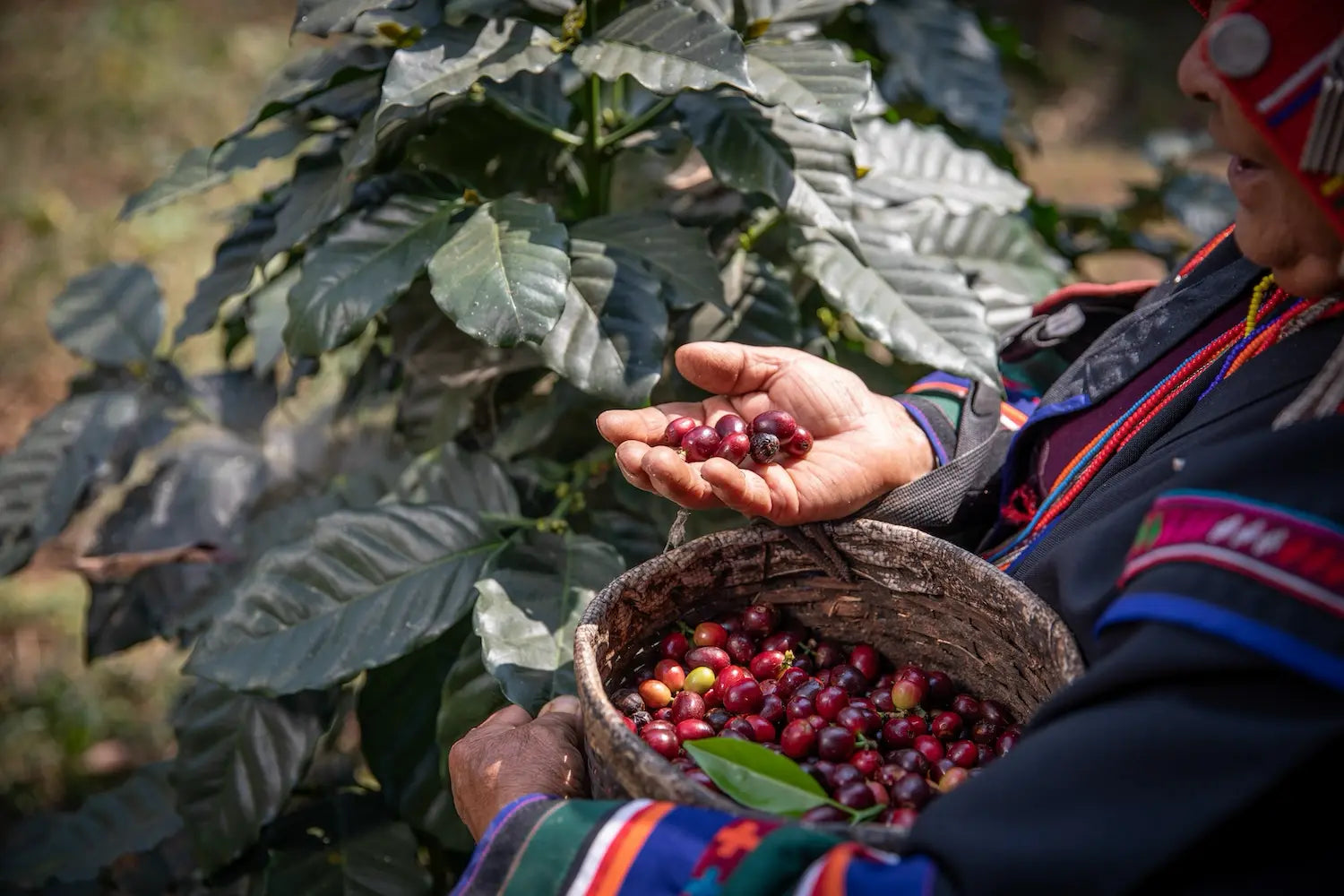 Hand harvesting ripe coffee cherries from a coffee plant into a basket outdoors