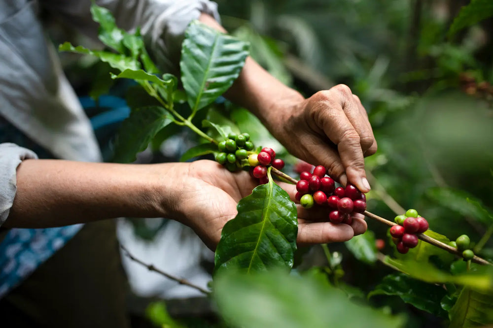 Person picking red coffee berries from a branch
