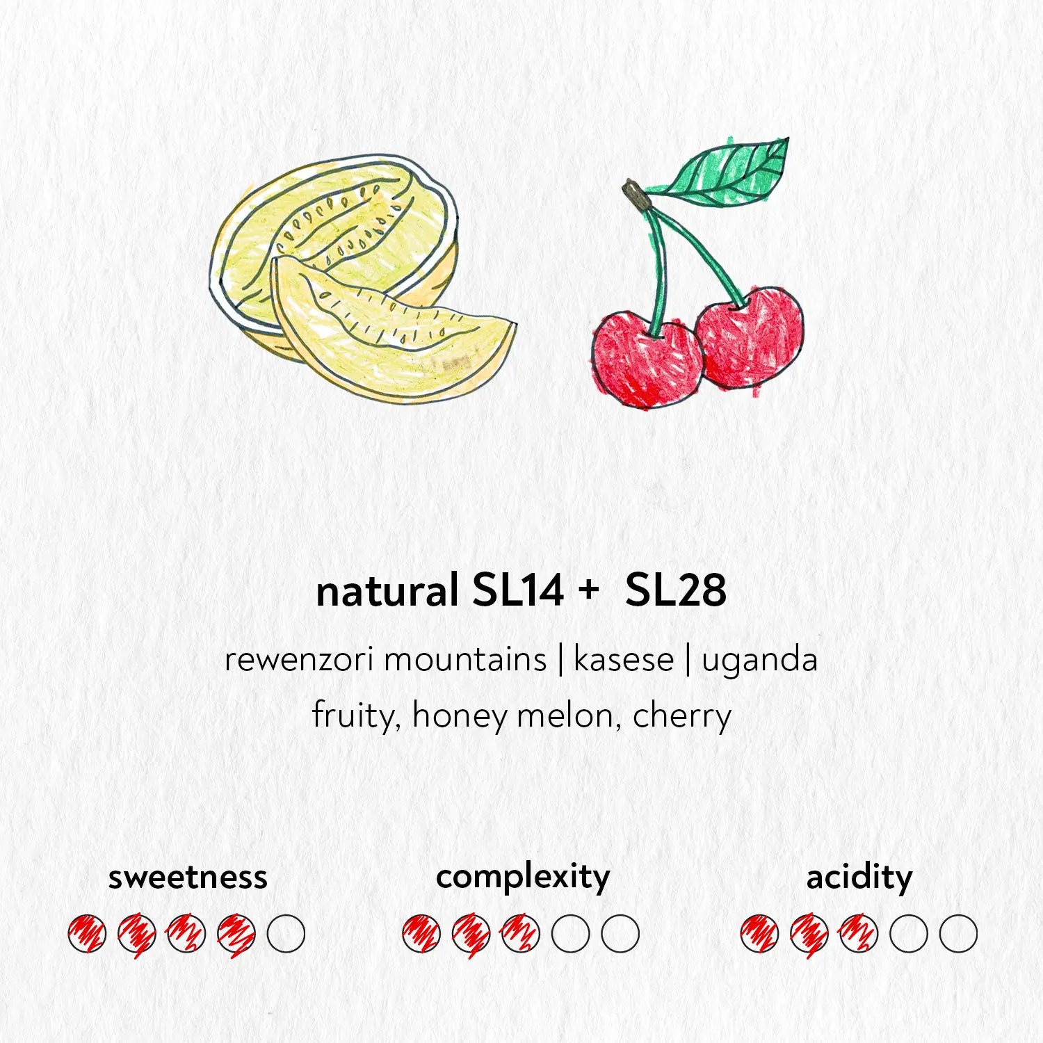 Hand-drawn honey melon slices and cherries highlighting fruity specialty coffee flavor notes.