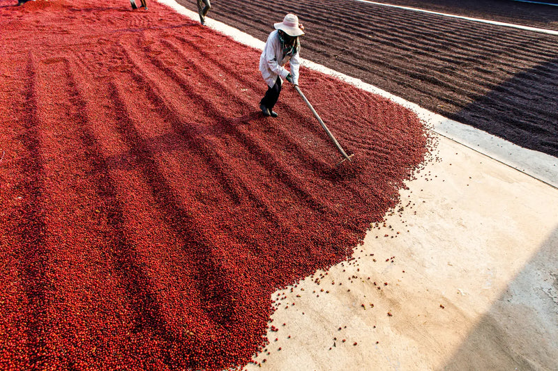 Person working in a field with red co using a tool.fee cherries