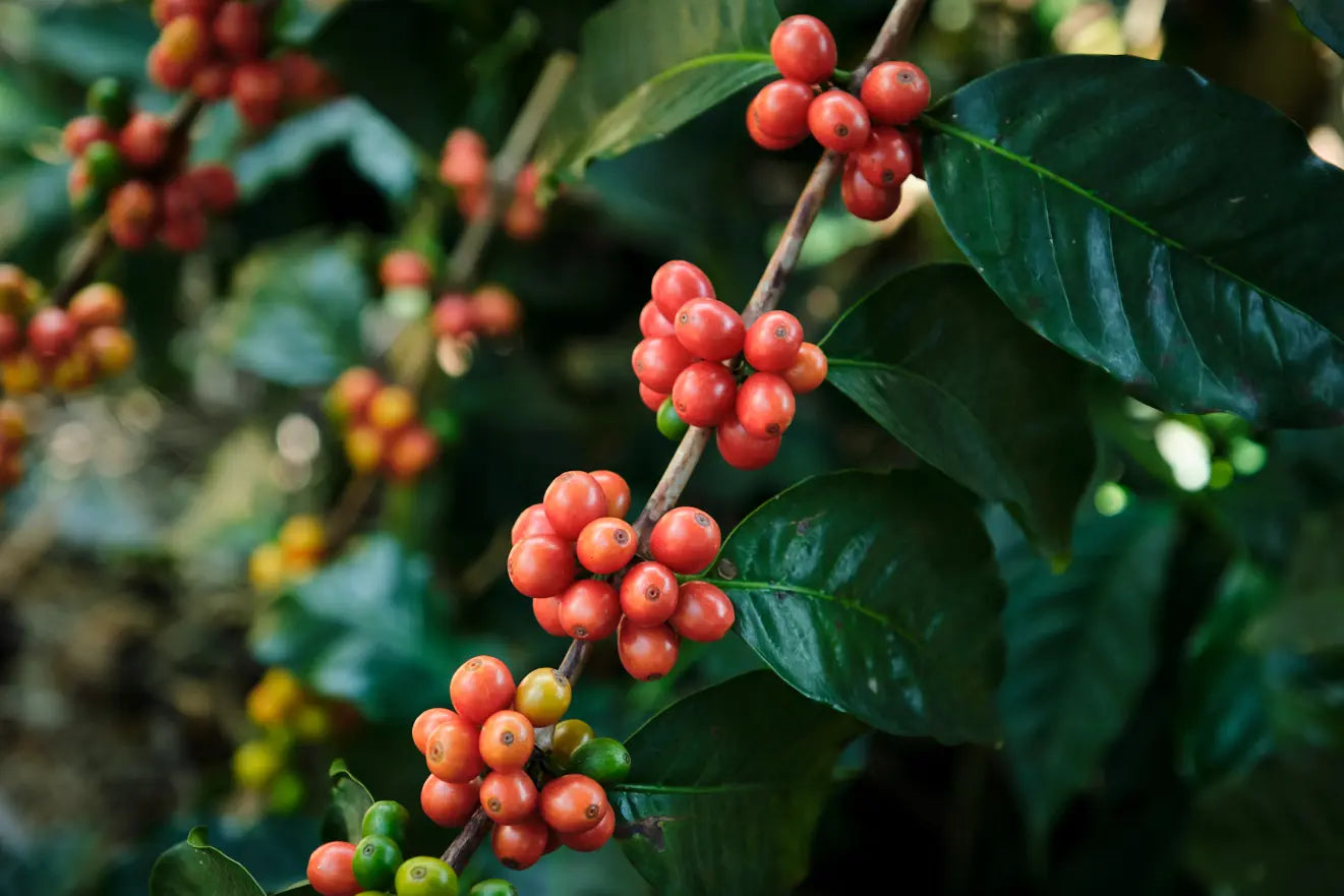 Red coffee berries on a branch with green leaves