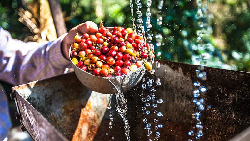 Fresh coffee cherries being washed with water during coffee processing outdoors